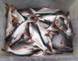 Pangas fresh fish 1kg
