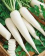 Raddish 500g