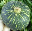 Kaddu 1kg 30 rupaye