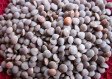 Kali Masoor 500g